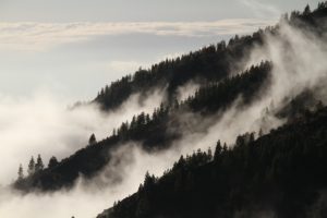 Conference: Forests for Biodiversity & Climate Change @ Charlemagne building, European Commission